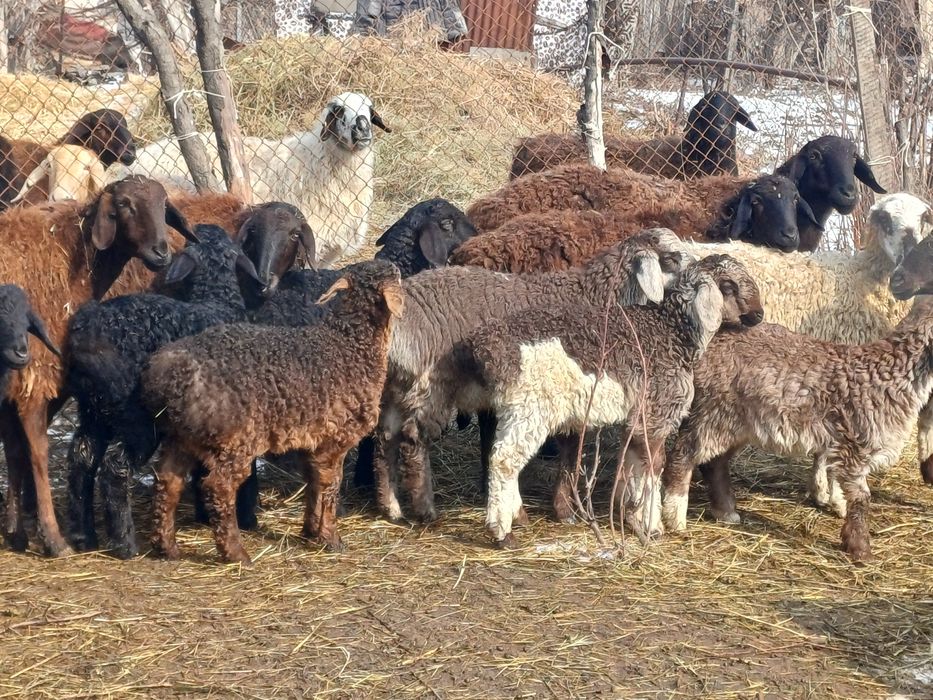 Семіз қозылар сатылады