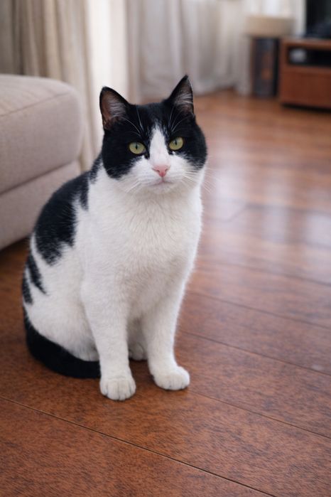 Кот мальчик 2,5 года