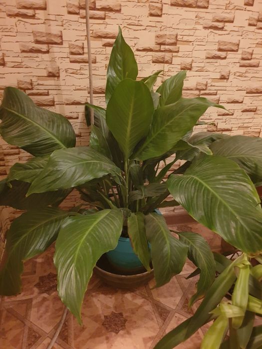 Цветы домашние отличные