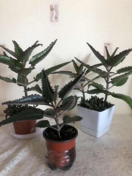 Продам каланхоэ лечебный