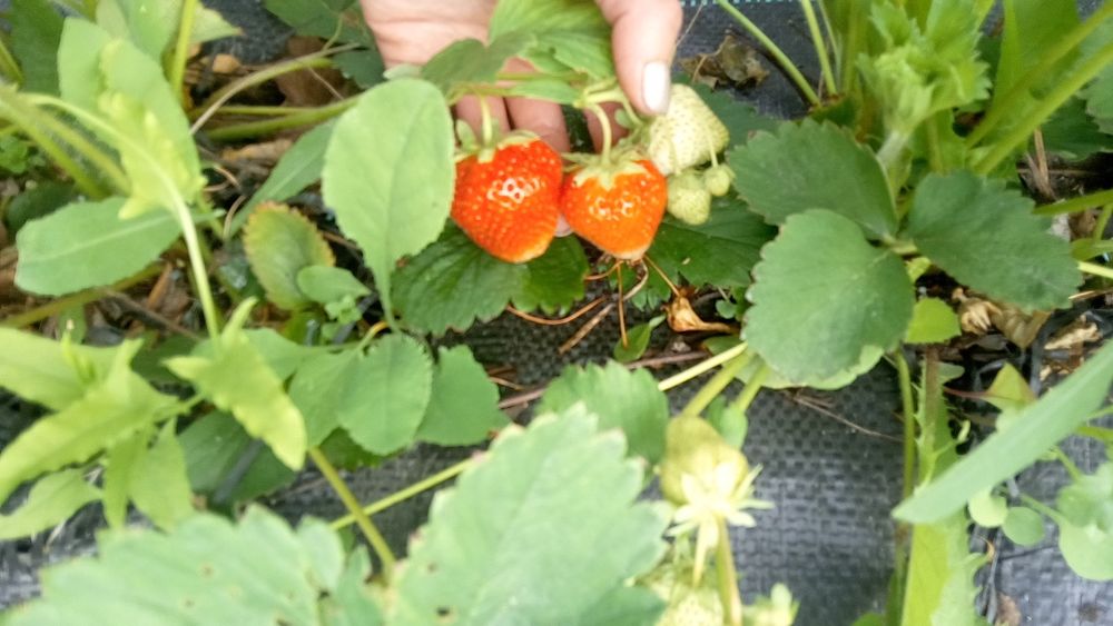 Продаю срочно дачу ДО МИЧУРИНЕЦ