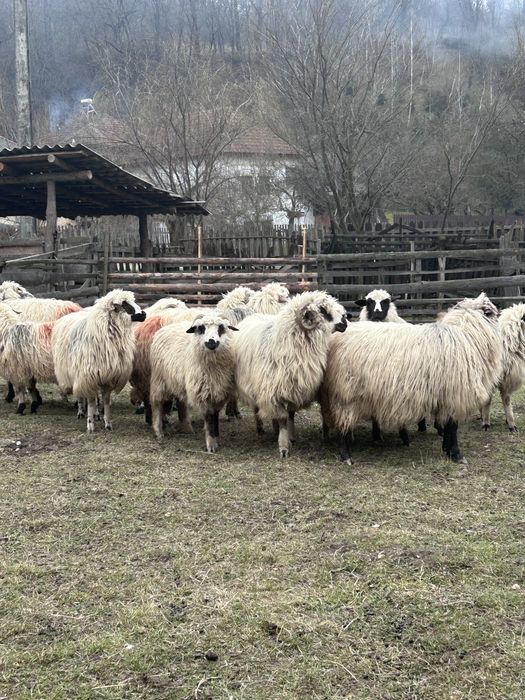 Vand oi turcane de munte