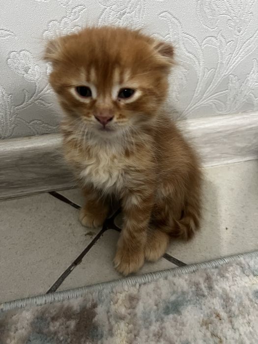 Котята вислоухие