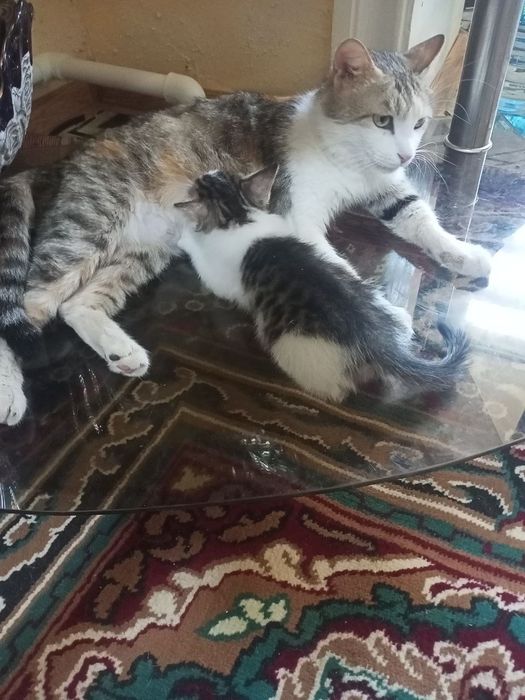 Mushuk bolasi tekinga beriladi!