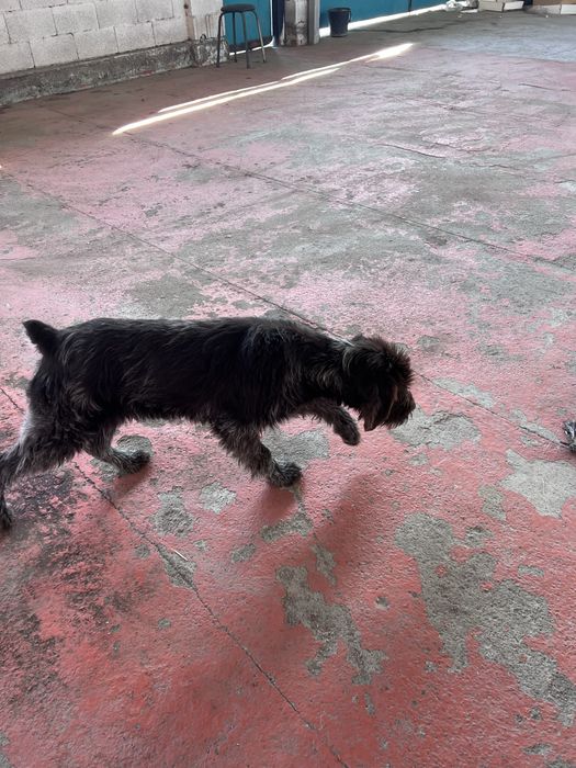 Дратхаар щенок 6 месяцев, с родословной