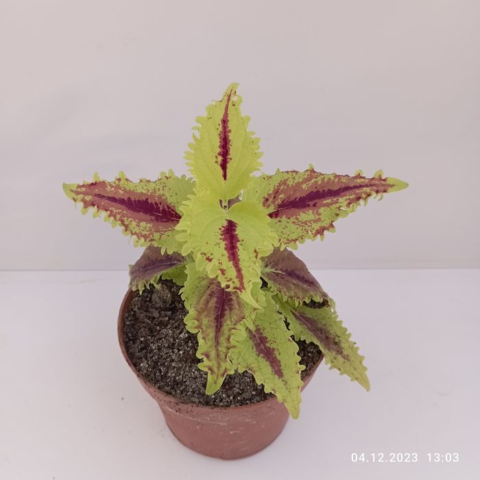 Колеусы в ассортименте