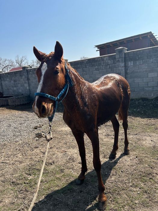 Продам мощного жеребца