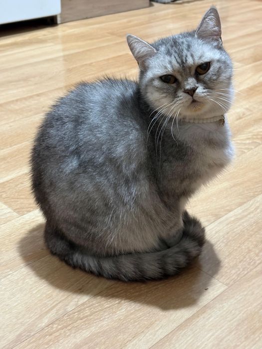 Отдам кошку в добрые руки