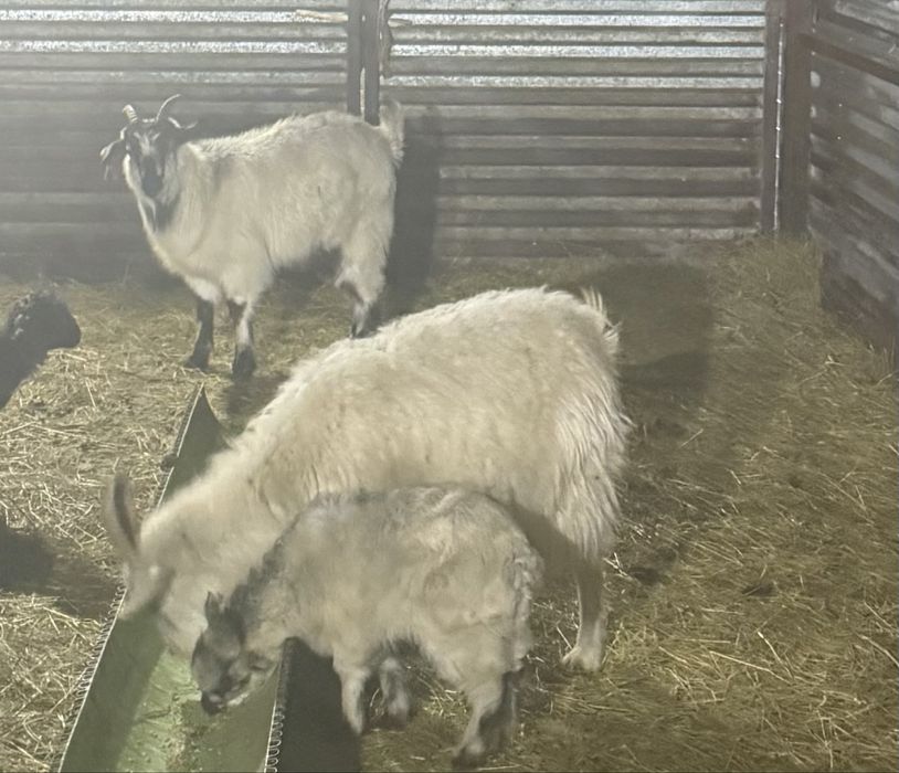 Продам коз и козленка