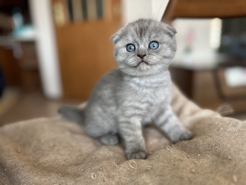 Шотландски клепоухи и британски късокосмести котки