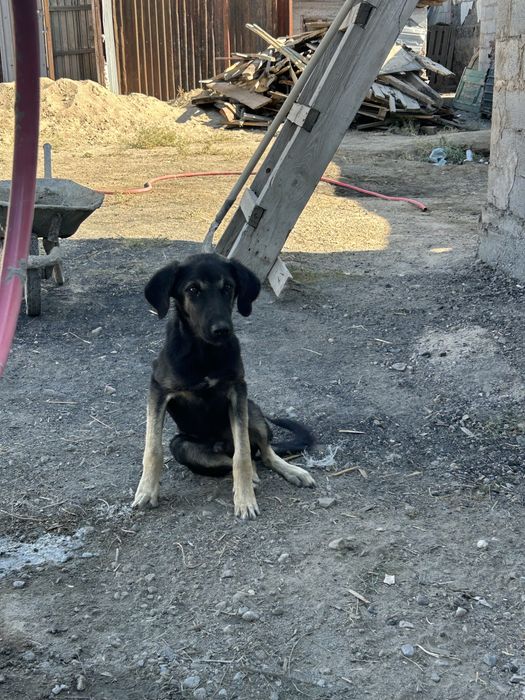 Продам щенка тазы+овчарка