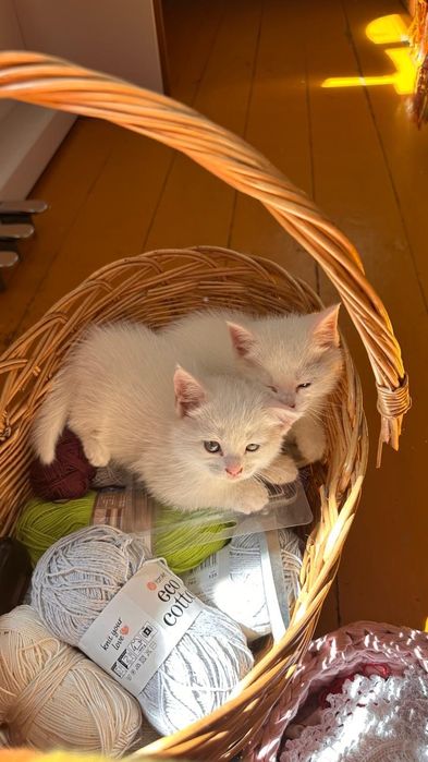 Отдам котят в добрые руки