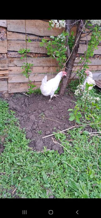 Куры несушки ДОСТАВКА