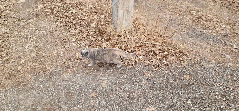 Срочно малышка девочка ищет дом
