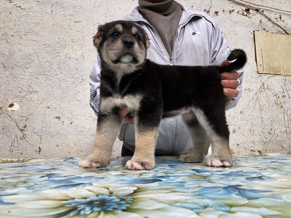 Щенок Алабая ( супер скидка )