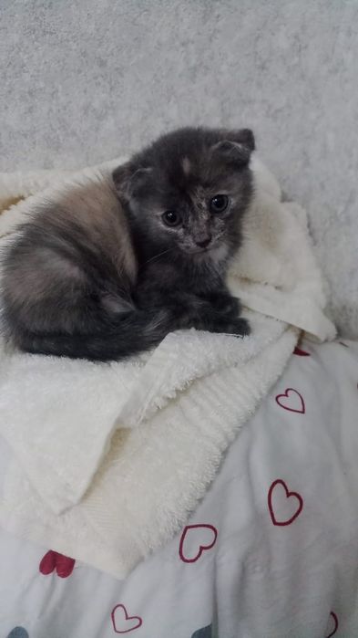 Продам шотландского котёнка