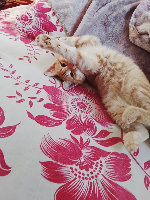 Мысық тегін береміз