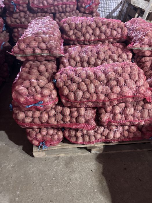 Cartofi consum Bellarosa