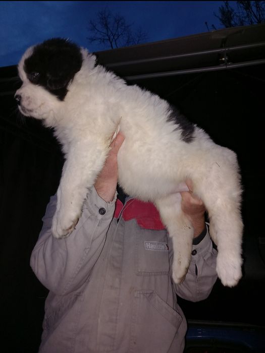 Căței ciobanesti romanesti de bucovina