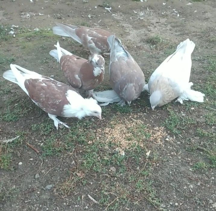 Продам   Голубей