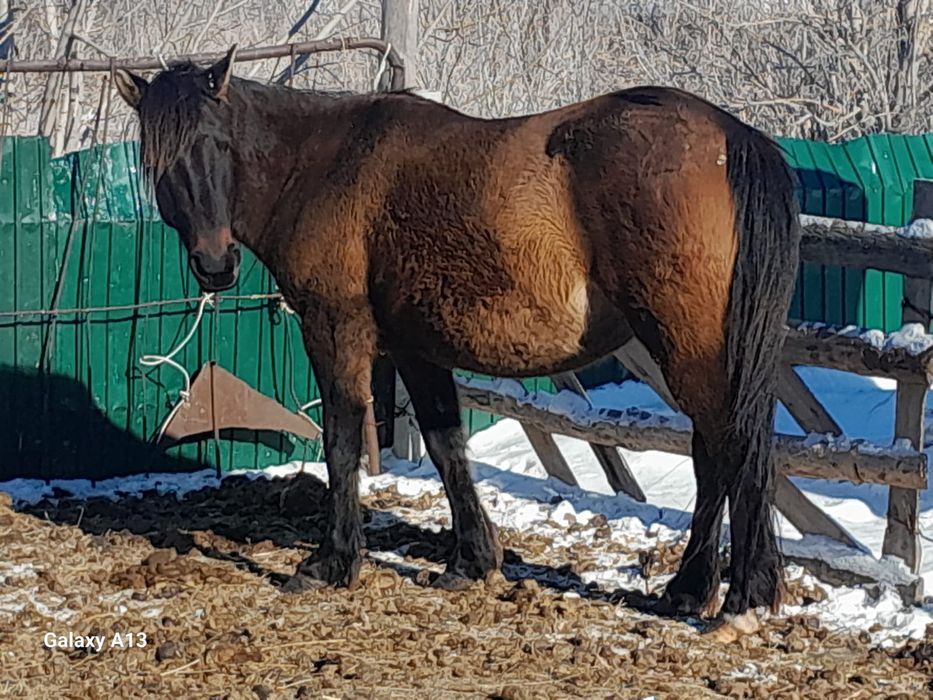 Кобыла с жеребенком