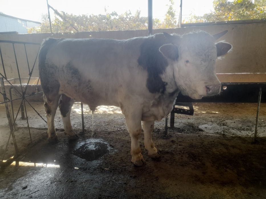 Сментал бука сотилади