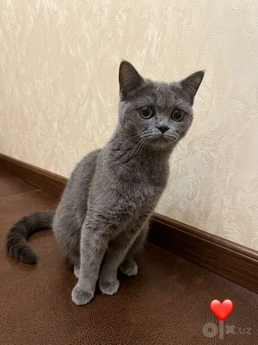 Грациозная плюшевая кошечка (Скоттиш-страйт) ищет свою семью!