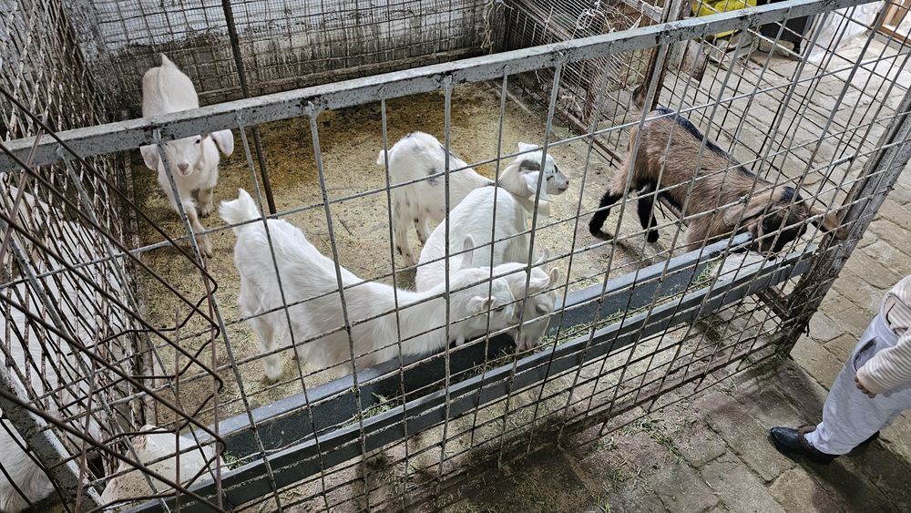 Сотилади эчкичалар