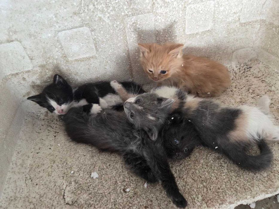 4 котенка отдам в хорошие руки