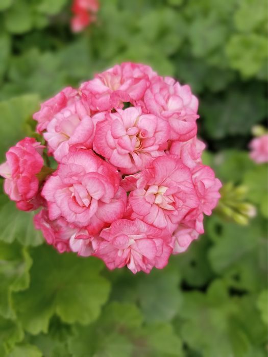 Укорененные черенки пеларгонии(герани)