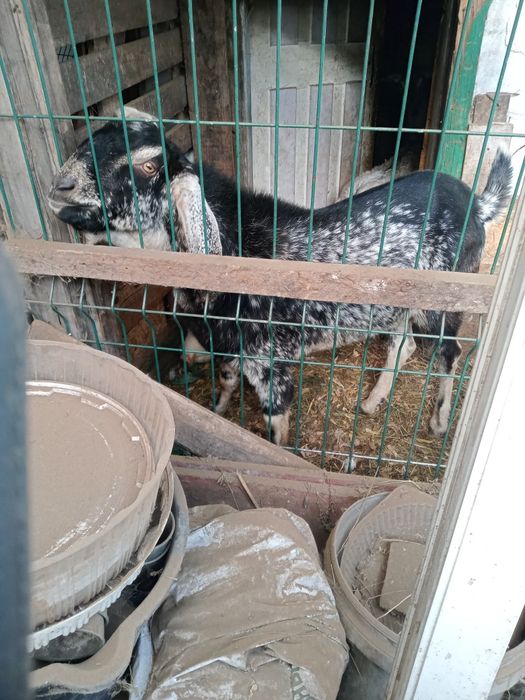 Козел на покрытие или продам.