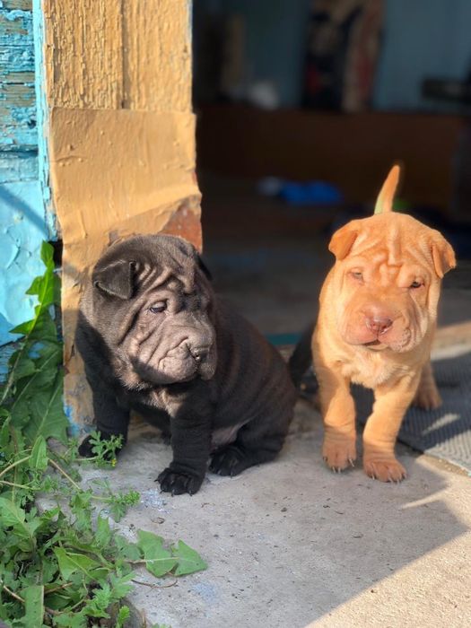 Продам щенков Щарпея