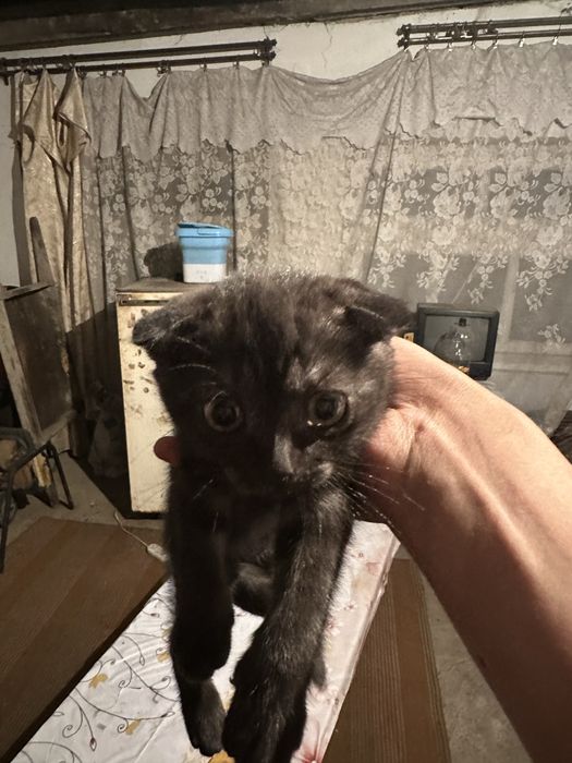 Продам котенка девочку