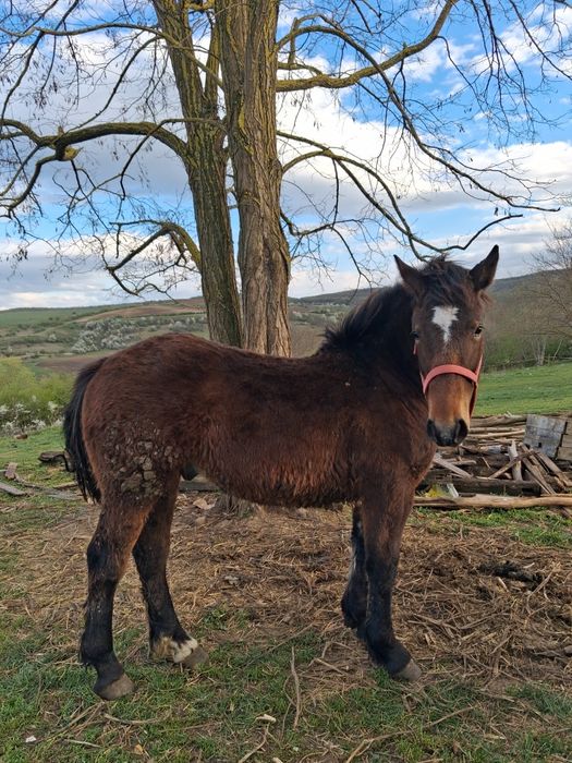 De vanzare manz de 10 luni