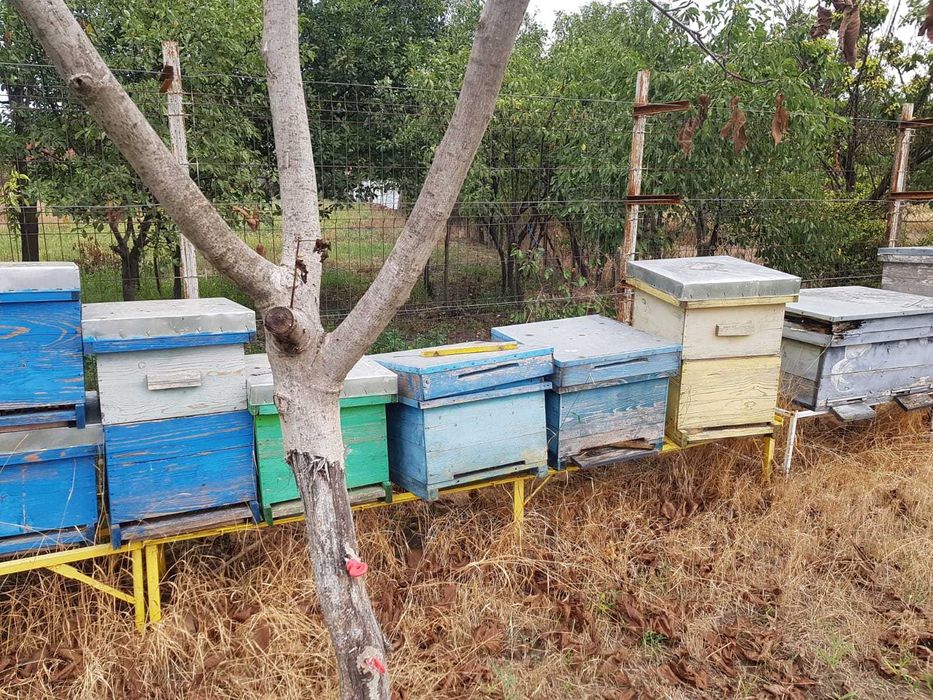 Lichidare stupi albine