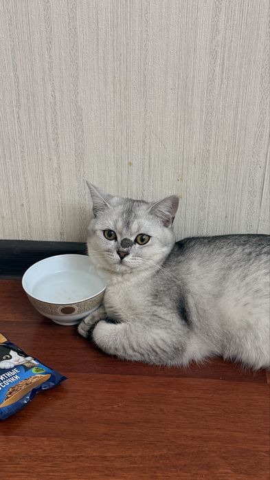 Британский шиншилла на вязку