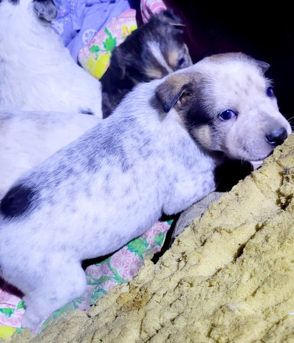 Дворянины щенки,выбор большой