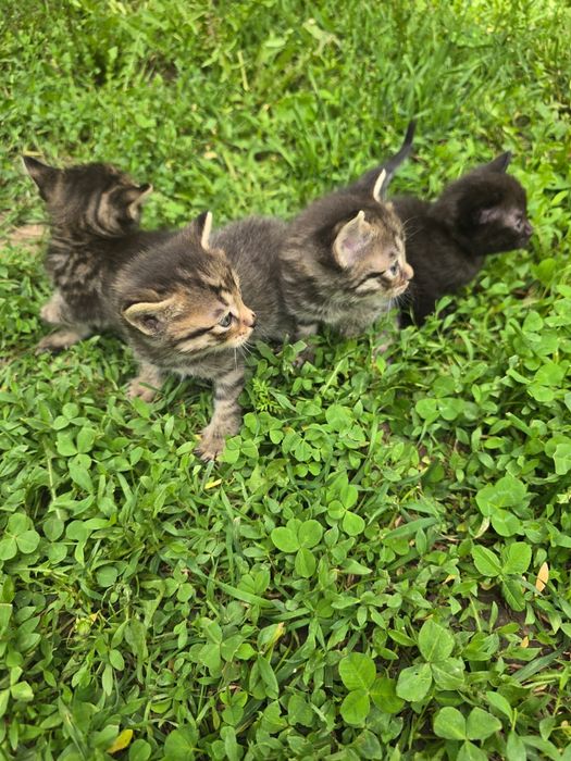 Отдам котят в добрые руки