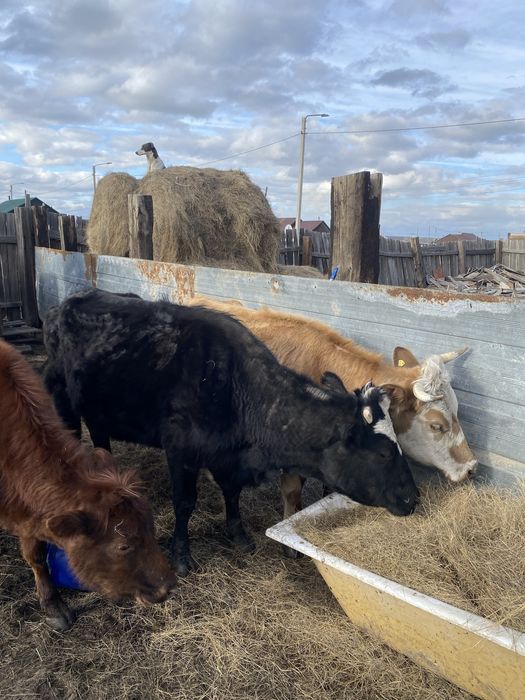 Продам  коров срочно