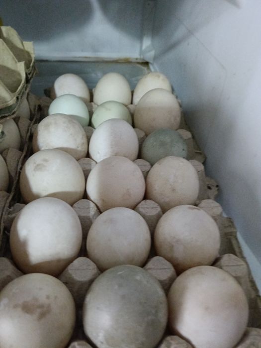 Патици и евтини яйца.