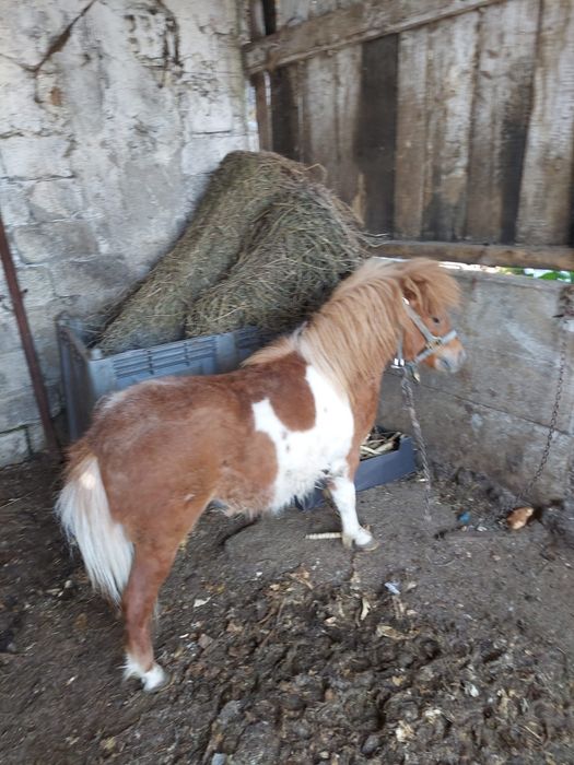Vand ponei armasar in varsta de 1 an