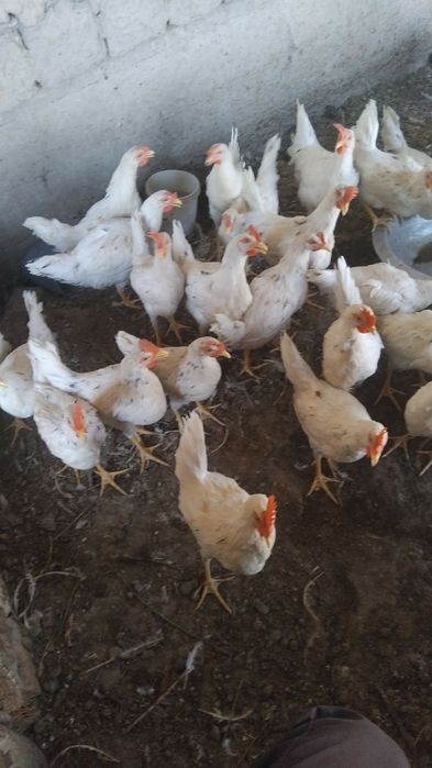 Ломан сендилар сотилади хурозлар