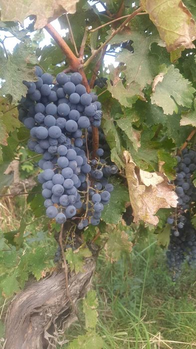 Struguri Merlot si Cabernet Sauvignon de Vânzare