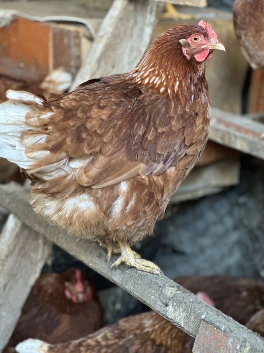 Продам куриц Ломан Браун