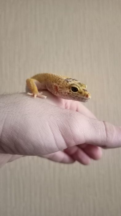 Террариум с эублефаром