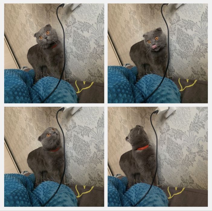 Отдаю кота в добрые руки