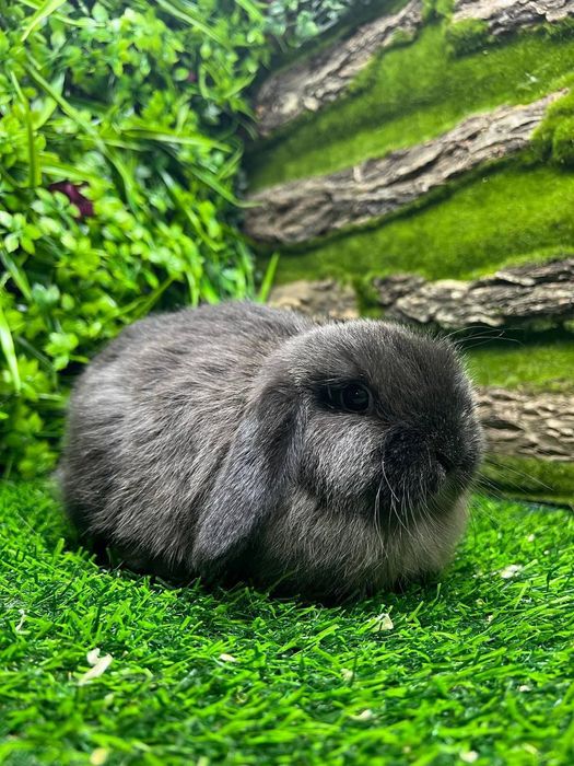 Декоративный кролик