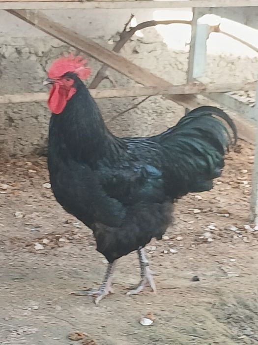 Qora shaxzoda tuxumlari