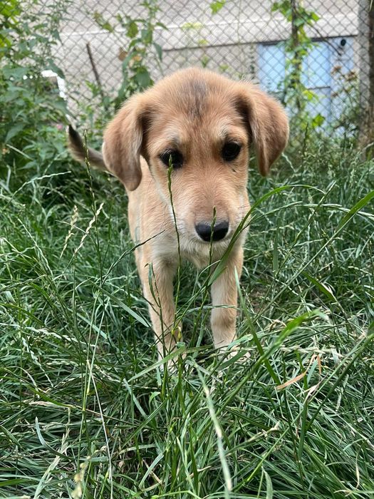 Подаряват се кутрета