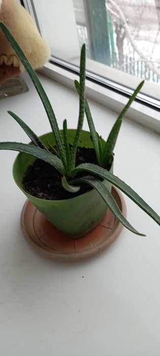 Цветок Алое Вера